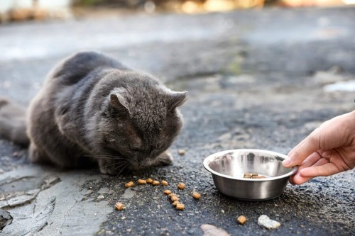 Karma dla kotów wolno żyjących z programu "Podaj łapę 2023"